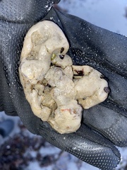 Halichondria panicea