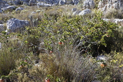 Liparia splendens splendens