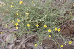 Jamesbrittenia canescens