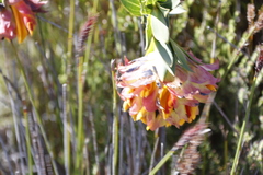 Liparia splendens splendens