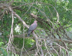 Patagioenas araucana