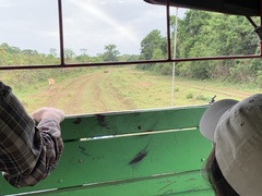 Myrmecophaga tridactyla