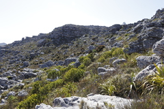 Mimetes fimbriifolius