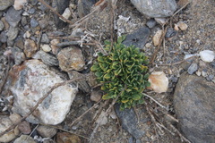 Zygophyllum
