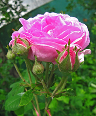 Rosa centifolia