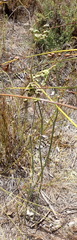 Annesorhiza macrocarpa