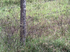 Ammodramus humeralis