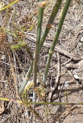 Annesorhiza macrocarpa