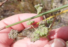 Annesorhiza macrocarpa
