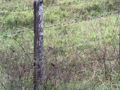 Ammodramus humeralis