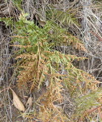 Asplenium adiantum-nigrum