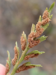 Asplenium adiantum-nigrum