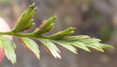 Asplenium adiantum-nigrum