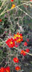 Lantana horrida