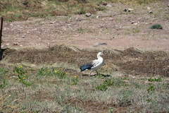 Oressochen melanopterus