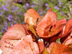 Junonia orithya wallacei