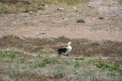 Oressochen melanopterus
