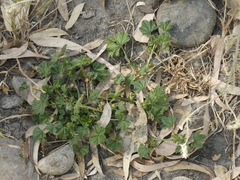 Malva