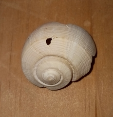 Fulguropsis pyruloides