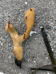 Halichondria panicea