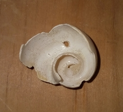 Fulguropsis pyruloides