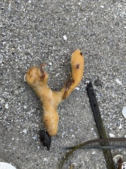 Halichondria panicea