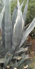 Agave