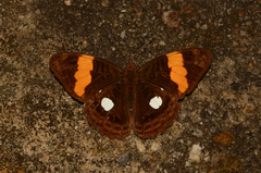 Adelpha leucophthalma