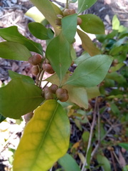 Peponidium