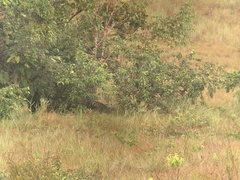 Myrmecophaga tridactyla