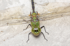 Anax guttatus