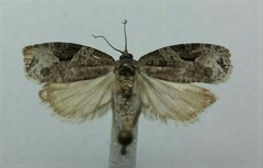 Apotomis infida