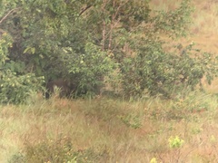 Myrmecophaga tridactyla