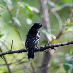 Pachyramphus polychopterus