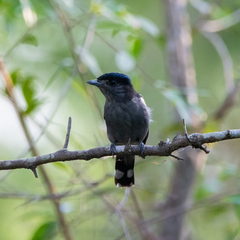 Pachyramphus polychopterus
