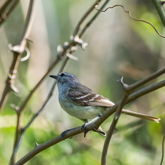 Inezia inornata