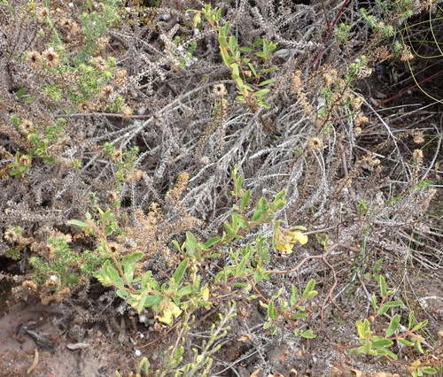 Image of Hermannia salviifolia by (c) Nicola van Berkel, some rights reserved (CC BY-SA)