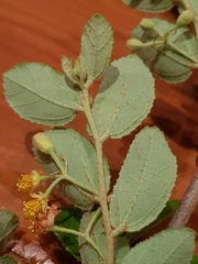 Grewia bicolor