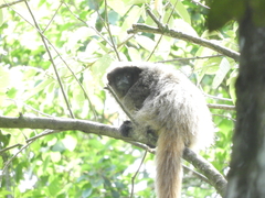Callicebus nigrifrons