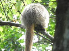 Callicebus nigrifrons