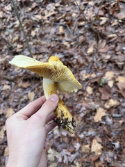 Tricholoma equestre