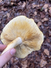 Tricholoma equestre