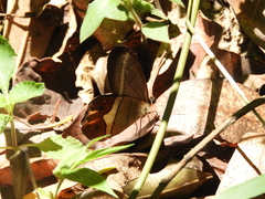 Pierella nereis