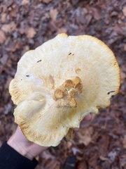 Tricholoma equestre