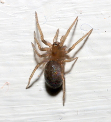 Phyxelididae