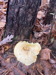 Tricholoma equestre