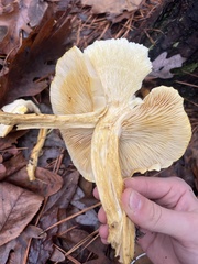 Tricholoma equestre