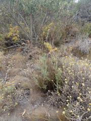 Thamnochortus glaber