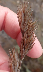 Thamnochortus glaber