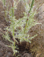 Thamnochortus glaber
